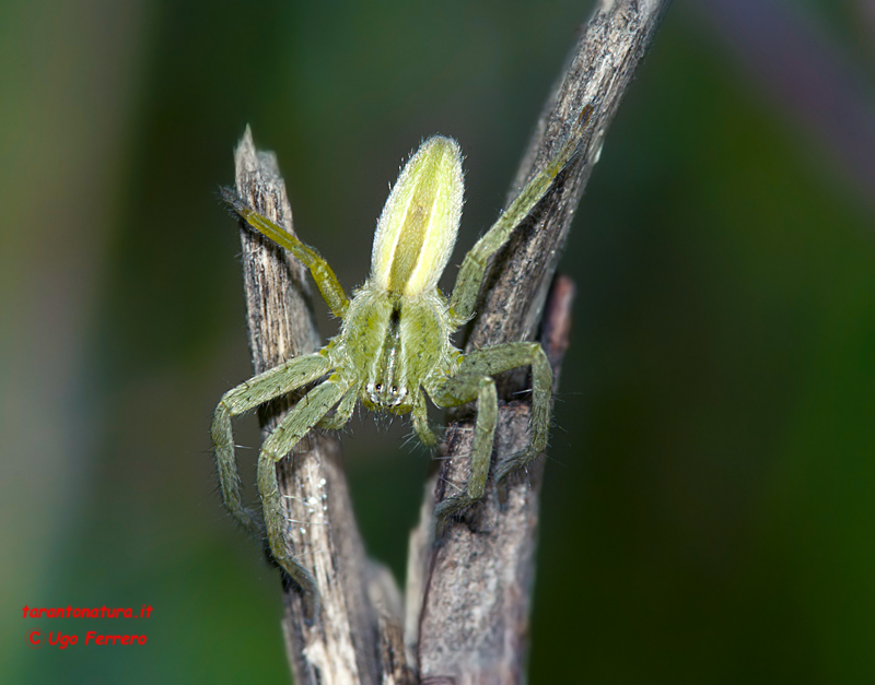 Micrommata ligurina